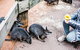 All-Inclusive Blue Mountains Day Trip With River Cruise - thumb 15