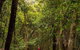 All-Inclusive Blue Mountains Day Trip With River Cruise - thumb 26