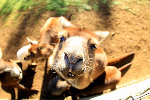 All-Inclusive Blue Mountains Day Trip With River Cruise - Your Accommodation 29