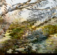 Dead Horse Gap walking track - Your Accommodation