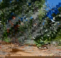 Scorpion Trail Kalamunda Mountain Bike Trails - Your Accommodation