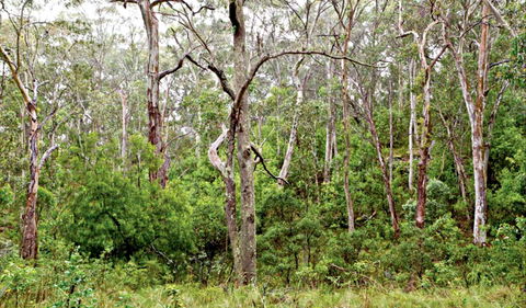 Scutts Hut Trail - Your Accommodation 0