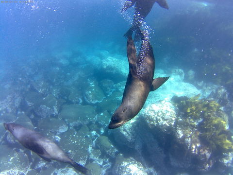 Snorkelling Montague Island - Your Accommodation 1