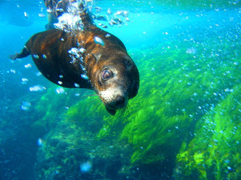 Snorkelling Montague Island - Your Accommodation 2