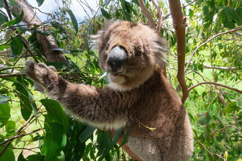 Wildlife Wonders - Your Accommodation 1