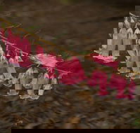 Belgrave - Your Accommodation