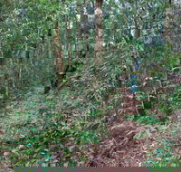 Blackbutt walking track
