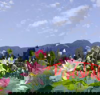 Blue Lotus Water Garden - Your Accommodation