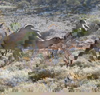 Canning Stock Route - Your Accommodation