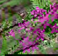 Cassinia Walking Track - Your Accommodation
