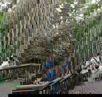 Curtain Fig Tree Yungaburra - Your Accommodation