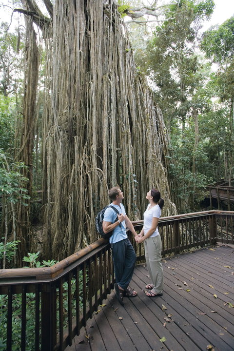 Curtain Fig Tree, Yungaburra - Your Accommodation 0