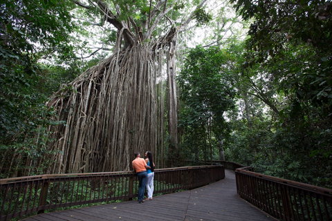 Curtain Fig Tree, Yungaburra - Your Accommodation 1