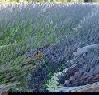 Melton - Your Accommodation