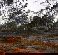 Woylie Walk Dryandra Woodland - Your Accommodation