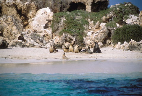 Australian Sea Lions - Your Accommodation 0