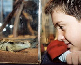 Canberra Reptile Zoo - Your Accommodation 2