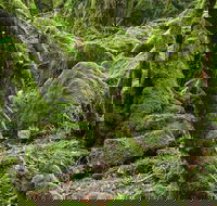 Lyrebird Walking Track
