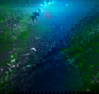 Piccaninnie Ponds Conservation Park - Your Accommodation