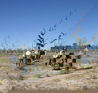 Sturt's tree walk - Your Accommodation