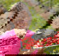 The Super Strawberry - Your Accommodation