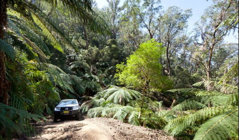 Wadbilliga Road Drive - Your Accommodation 0