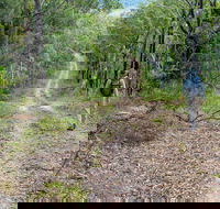 Kangaroo River Walking Track