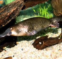 Platypus House - Your Accommodation