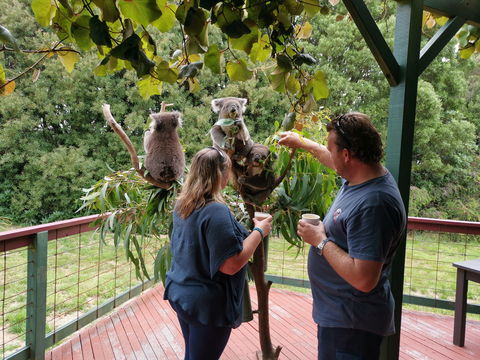 The Aussie Stop Offering Breakfast With Koalas - Your Accommodation 1