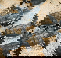 Turtle Nesting Season - Your Accommodation