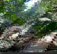 Wirrawilla Rainforest Walk - Your Accommodation