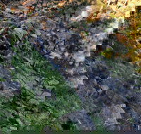 Pine Gully Nature Trail - Your Accommodation