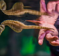 Seahorse World - Your Accommodation