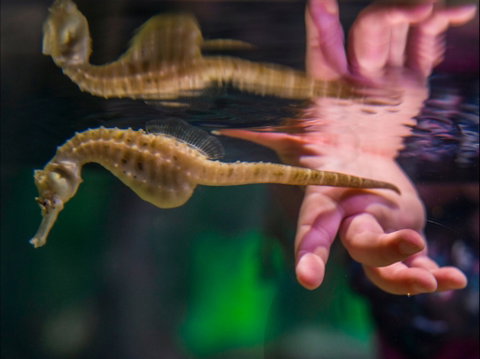 Seahorse World - Your Accommodation 0