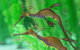 Seahorse World - thumb 1