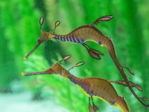 Seahorse World - Your Accommodation 1