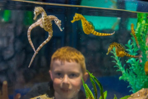 Seahorse World - Your Accommodation 2