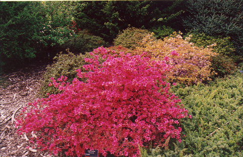 Tasmanian Arboretum Inc. - The - Your Accommodation 2