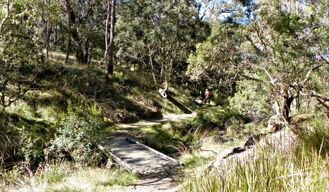 Wollomombi Walking Track - Your Accommodation 0