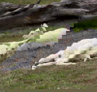 Yarra Valley Nocturnal Zoo - Your Accommodation