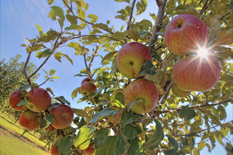 Alpine - Your Accommodation 1