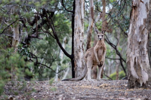 Currawong Bush Park - Your Accommodation 1