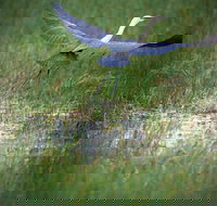 Germein Reserve - Your Accommodation