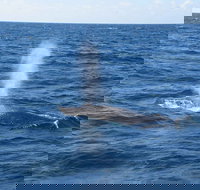 Minyama - Your Accommodation