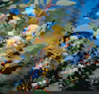 Norseman - Your Accommodation