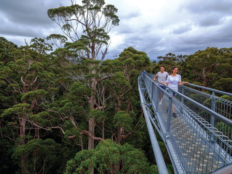 Valley Of The Giants Tree Top Walk - Your Accommodation 2