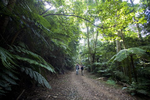 Booloumba Falls Walk, Conondale National Park - Your Accommodation 2