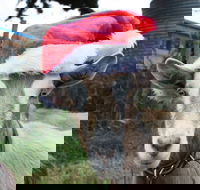 Bream Creek Farmers Market - Your Accommodation