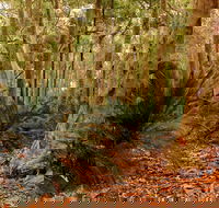 Burrawang Walking Track