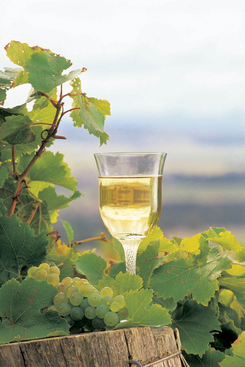 Flavours Of The Porongurup Range Trail - Your Accommodation 0